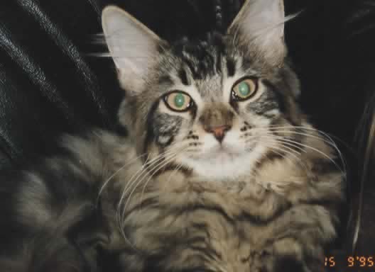 Maine Coon Alioth